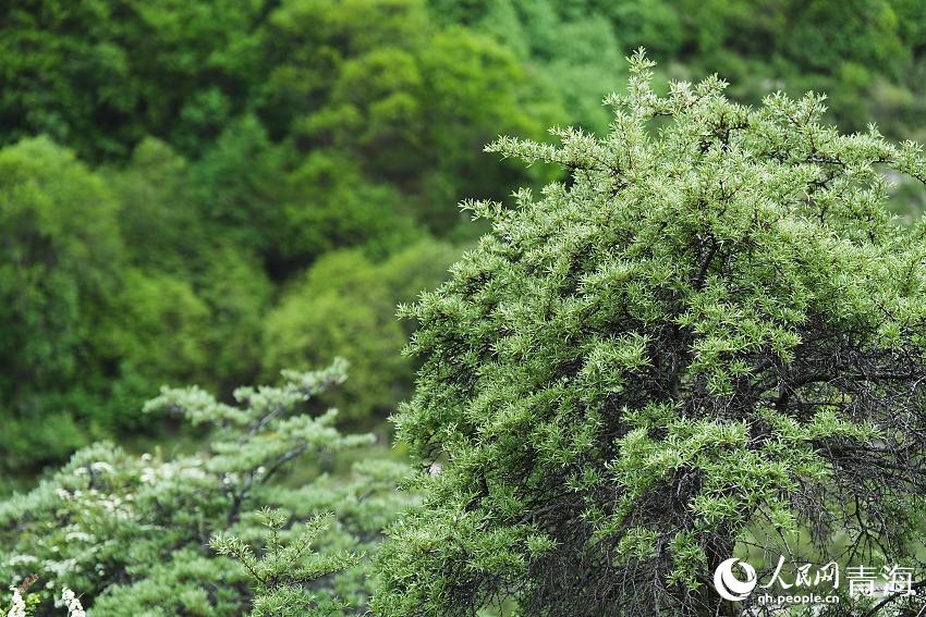 娘娘山麓。人民網(wǎng) 陳明菊攝