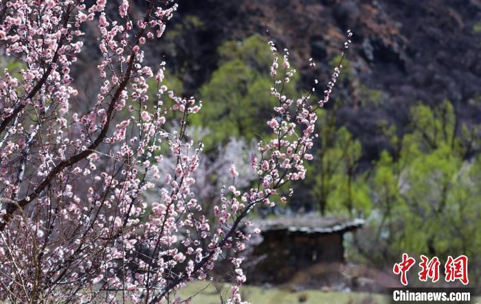 白玉縣河谷間盛開的桃花?！“子袢诿?攝