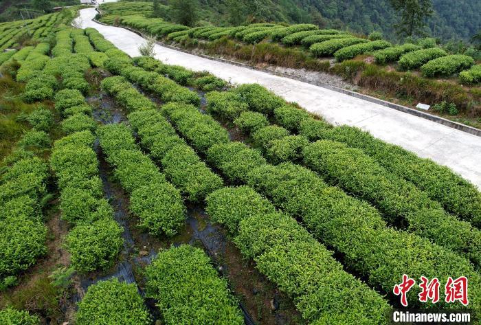 圖為西藏林芝市墨脫縣背崩鄉(xiāng)格林村山頂?shù)木坝^茶園。(無人機照片) 李林 攝