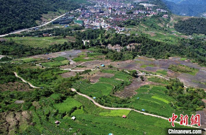 圖為西藏林芝市墨脫縣城附近的茶田。(無人機照片) 李林 攝