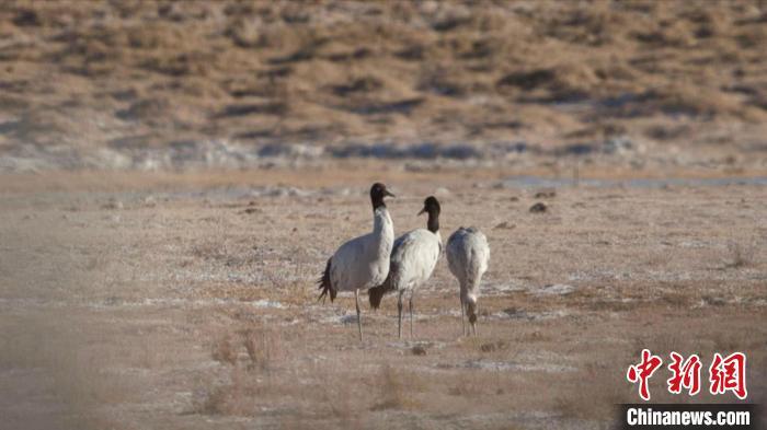 珍稀鳥類黑頸鶴、灰鶴現(xiàn)身青海格爾木